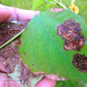 শিমের মরিচা রোগ