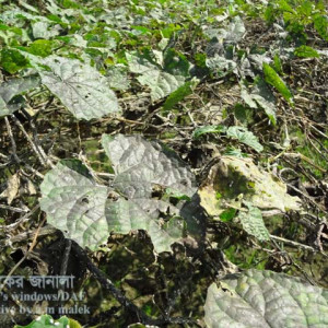 কাকরোলের সুটিমোল্ড রোগ