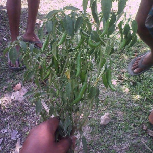 মরিচের ঢলেপড়া রোগ