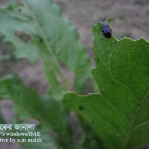 সুগারবিটের ফ্লি বিটল পোকা