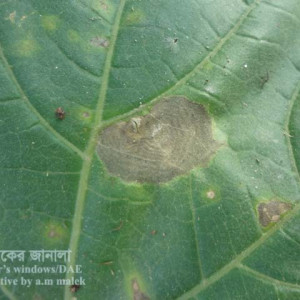 লাউয়ের পাতাপোড়া রোগ