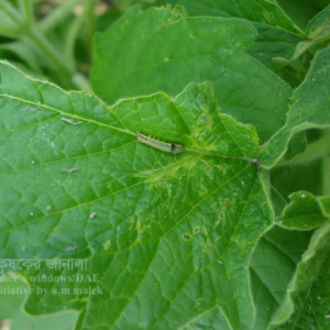 তিলের লেদা পোকা