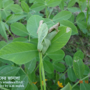 চীনাবাদামের পাতামোড়ানো পোকা