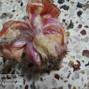 পেঁয়াজের বাল্ব পচা রোগ