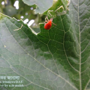 রেড পামকিন বিটল
