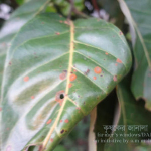 আশফলের লাল মরিচা রোগ