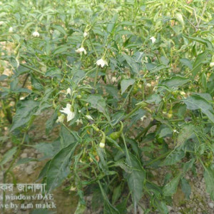 মরিচের মাকড়