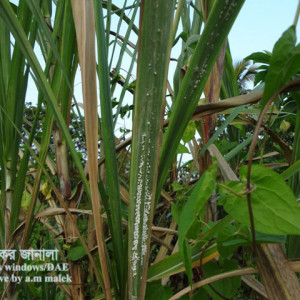 আখের পশমী জাব পোকা