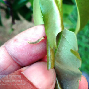 লিচুর পাতা মোড়ানো পোকা