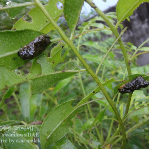 আমড়া বিটল