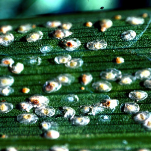 নারিকেলের স্কেল পোকা