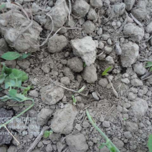 মটরশুঁটির কাটুই পোকা