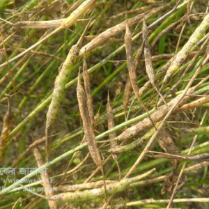 সরিষার পাতা ঝলসানো রোগ